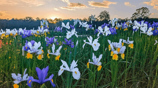 purple white and yellow iris in a field