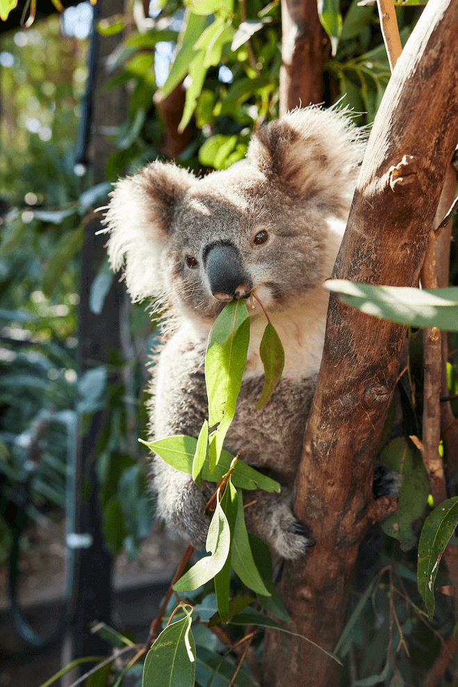 Koala bear in a ftree eating gum leaf