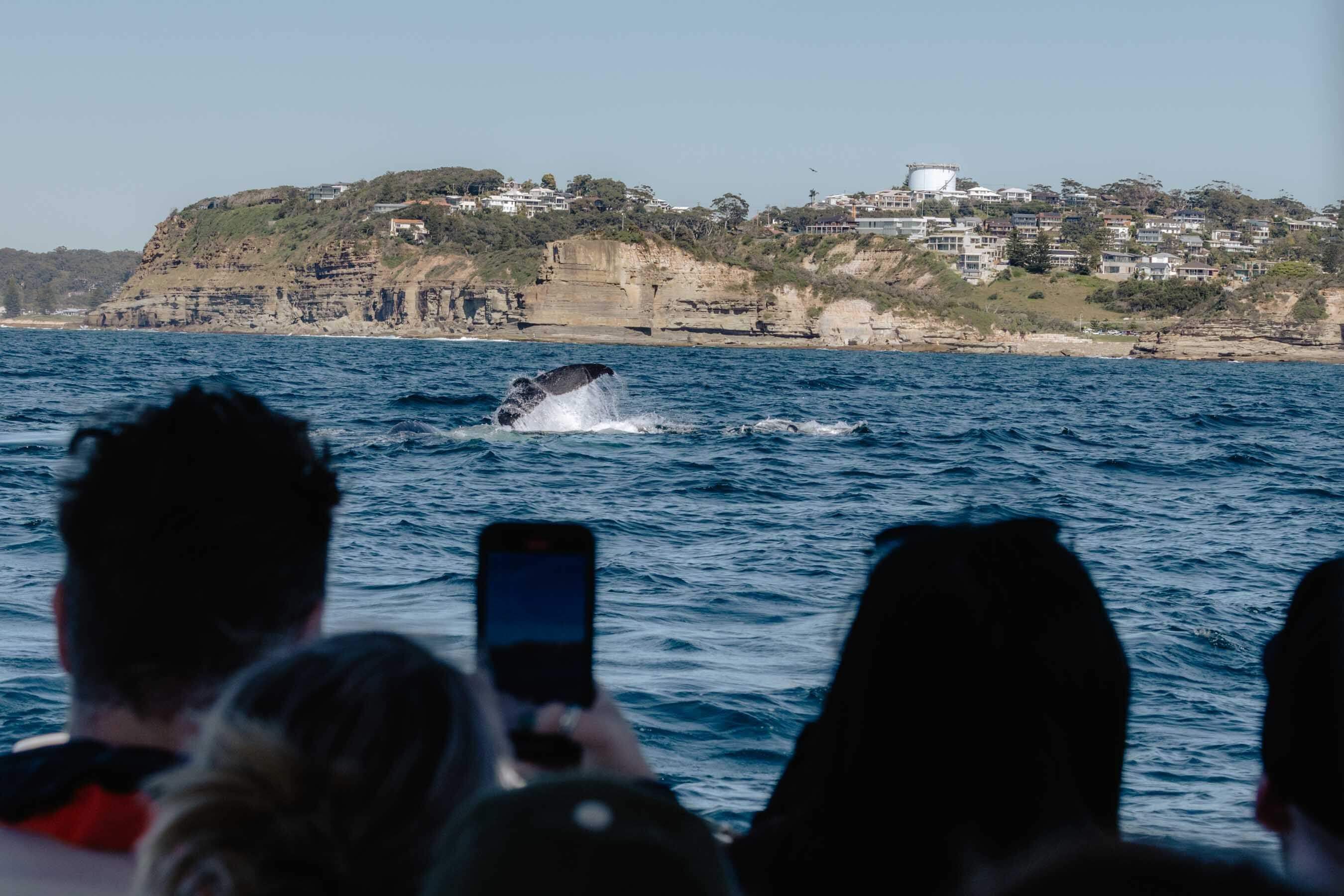 whale tail breaching with boat tourists taking photos from afar