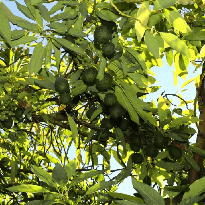 Avocados growing in a tree