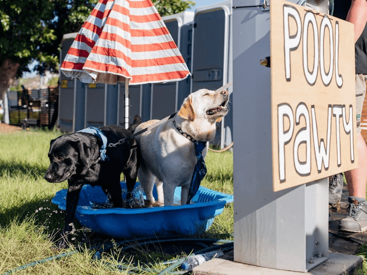 two dogs in doggy paddling pool