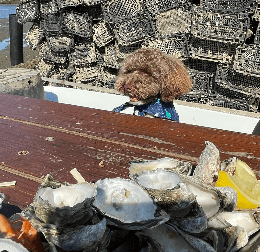 pup with a plate of shucked oysters