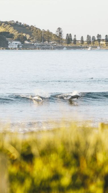  Dolphins at Terrigal Beach