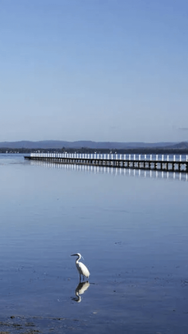 Vast blue lake with a long jetty and a water bird standing in the lake