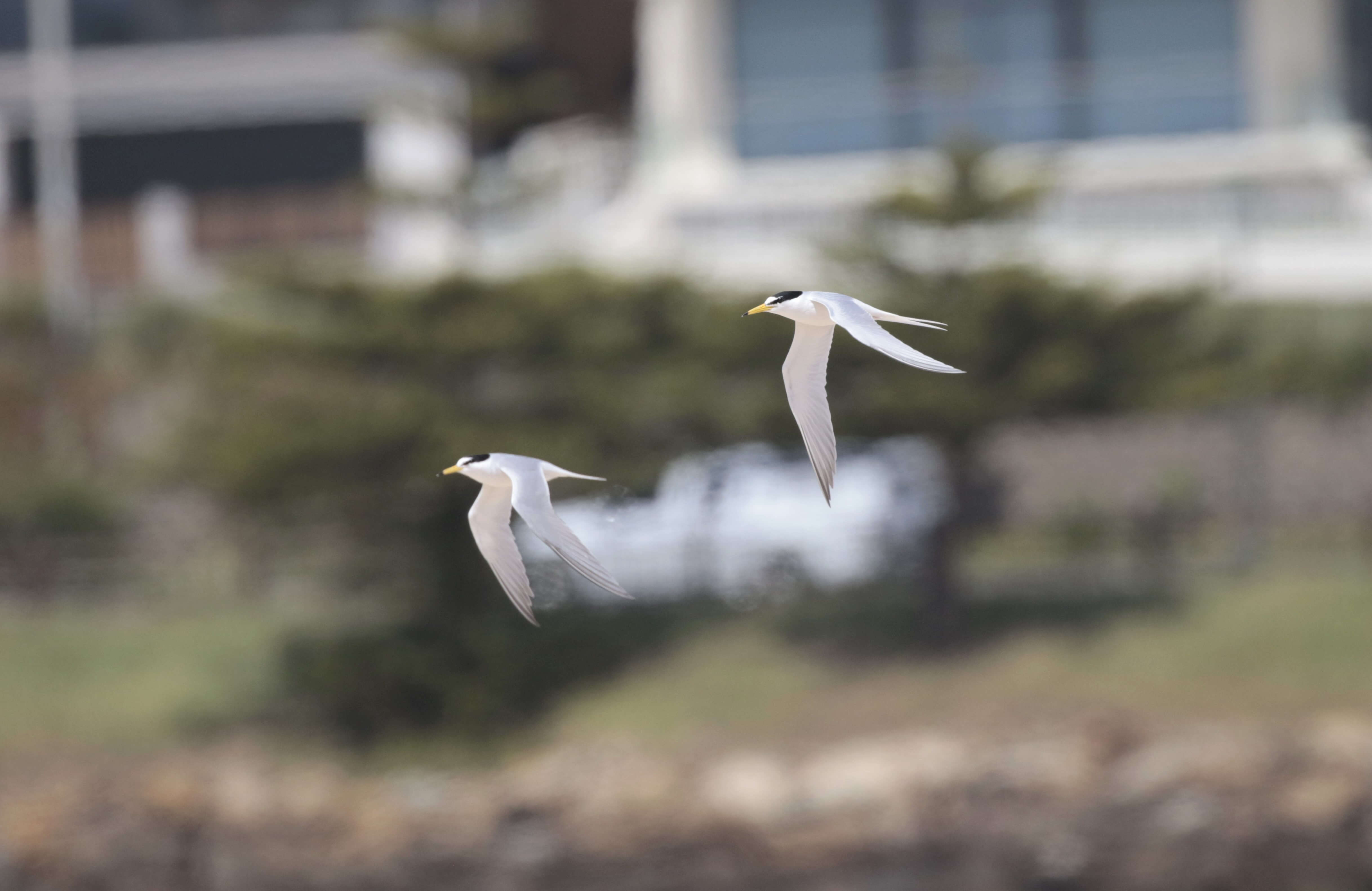 two little tern birds flying in front of town centre by the sea