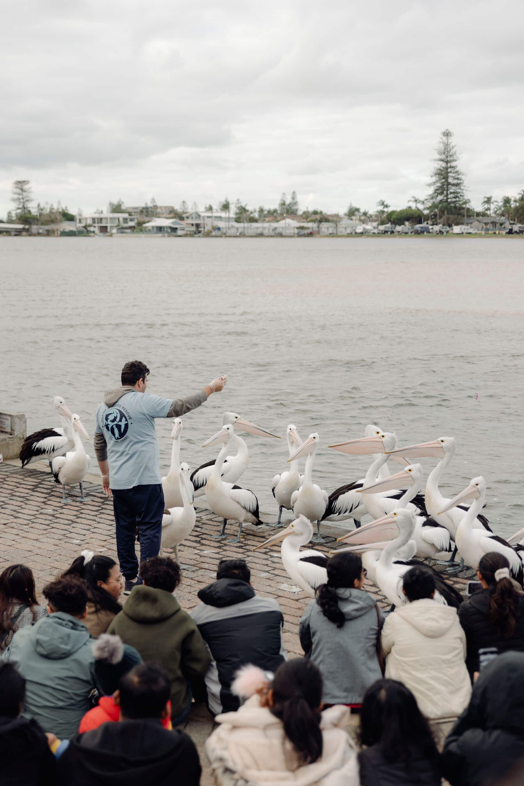 A group of pelicans surrounding an instructor that is holding a piece of fish. A group of people are watching this experience.