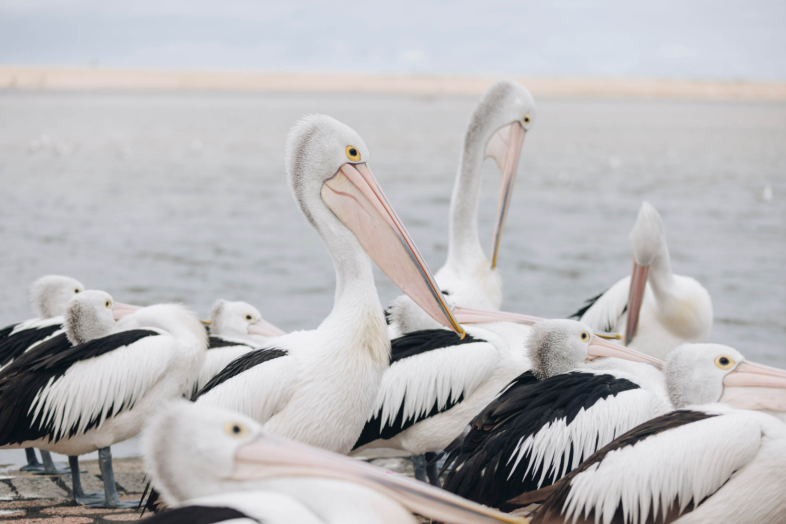 A group of pelicans with a still lake in the distance