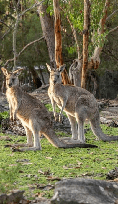 two kangaroos facing the camera