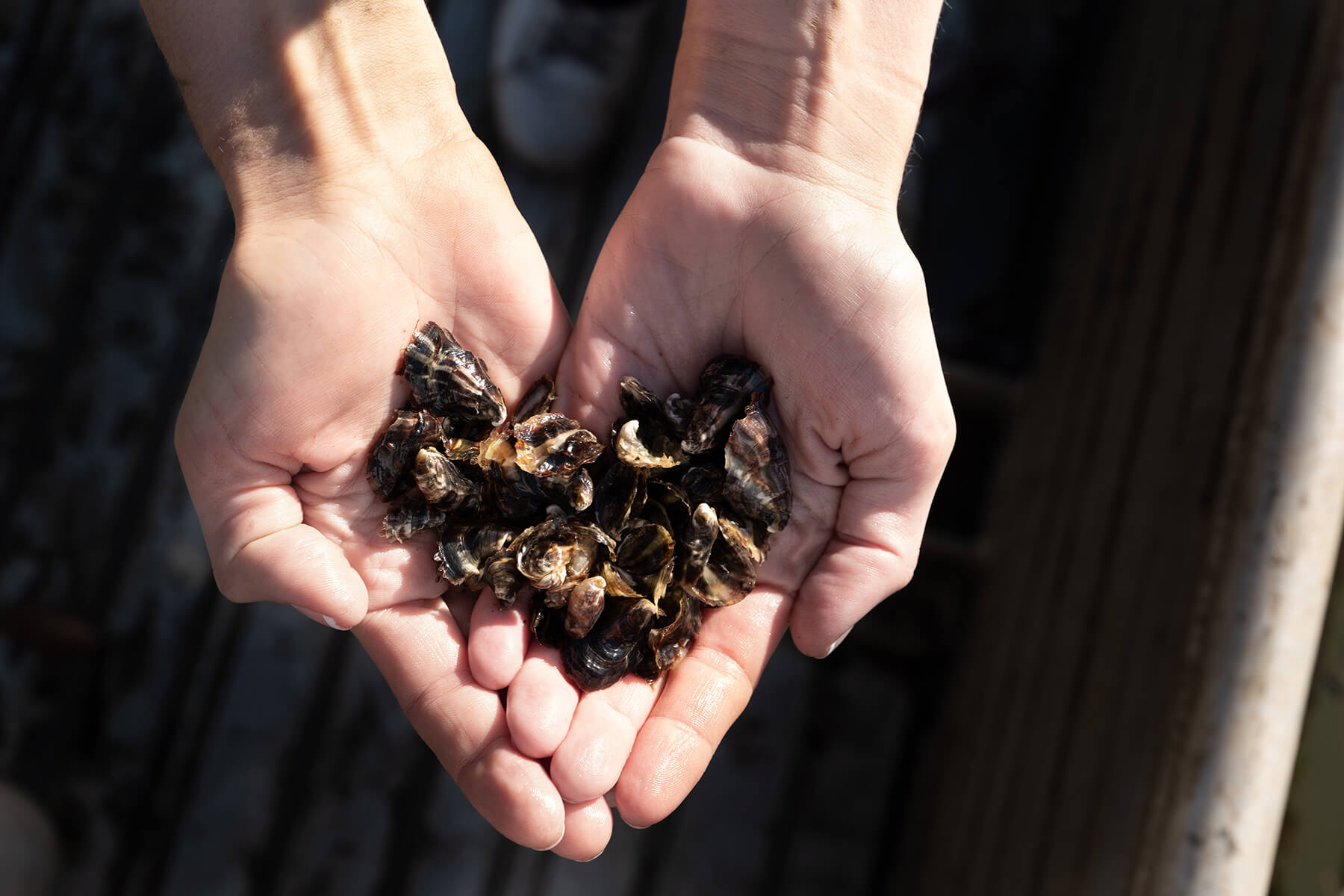 Two hands holding a handful of young oysters