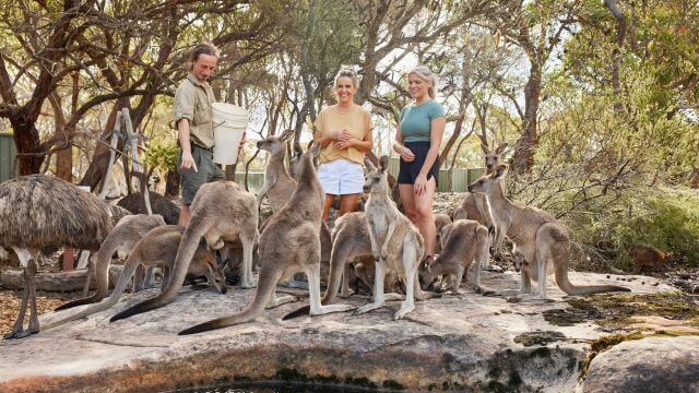 trained ranger and two visitors stand among free roaming kangaroos