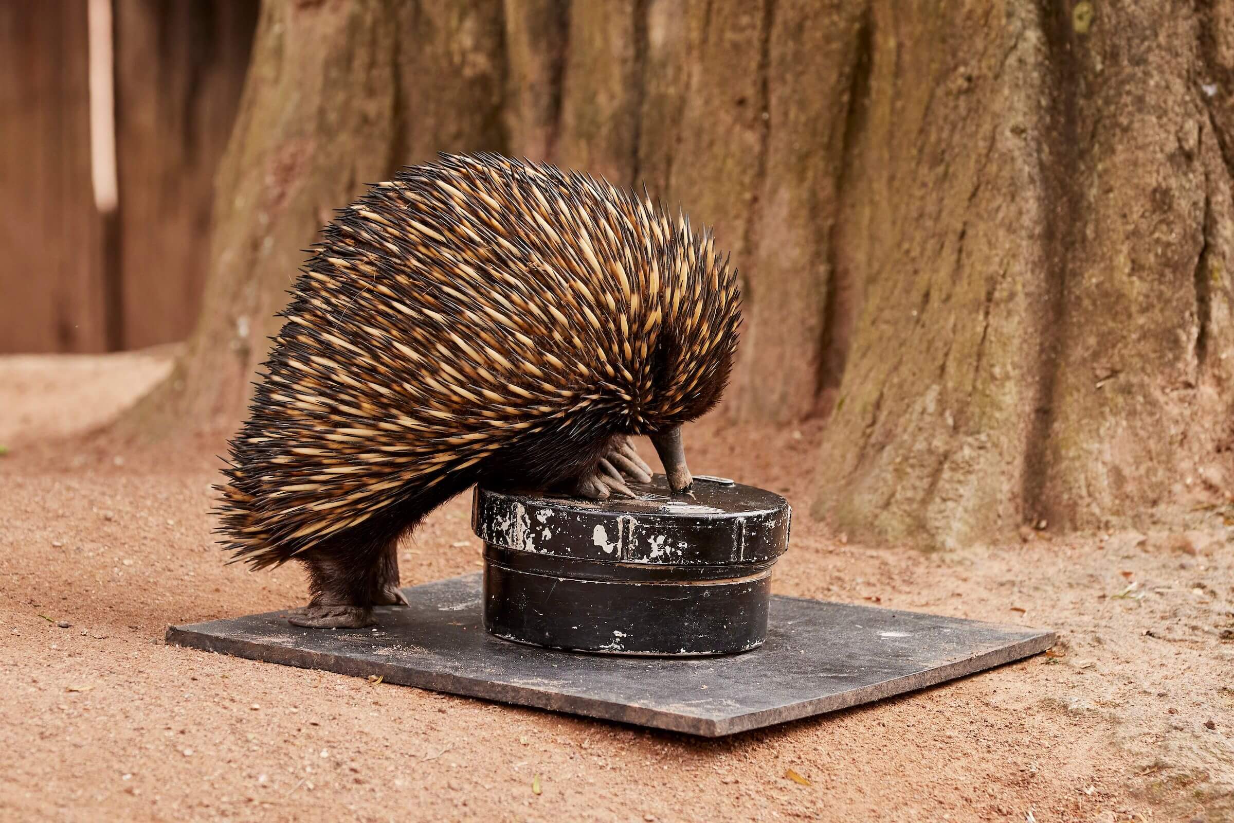 Echidna drinking water