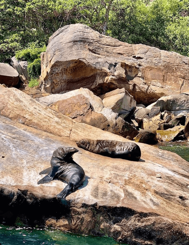 Broken Bay fur seals sunning themselves Central Coast terrigal Ocean Tours