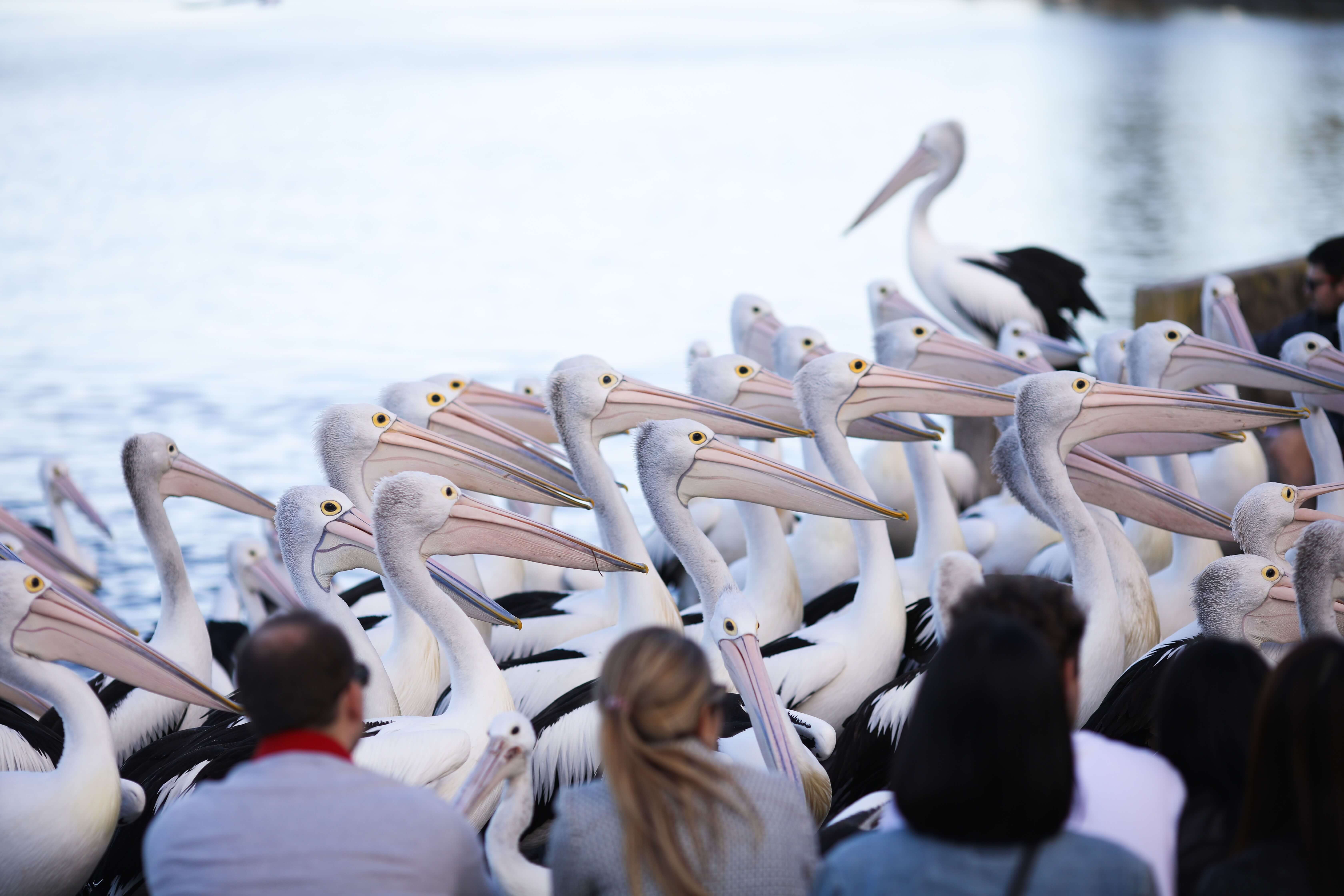 Pelican Time new eco friendly experience at The Entrrance NSW Central Coast