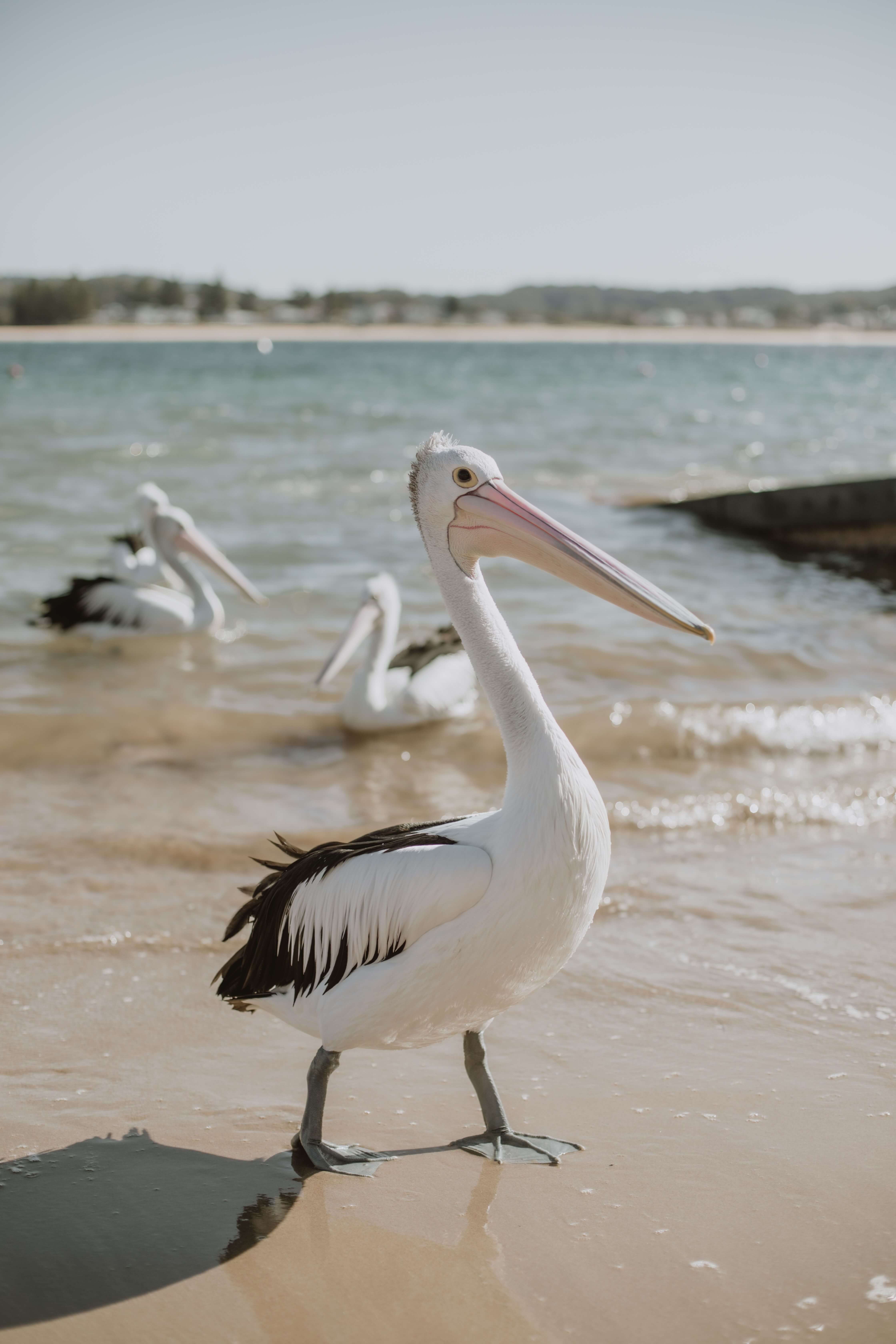 proud pelican on sandy shore