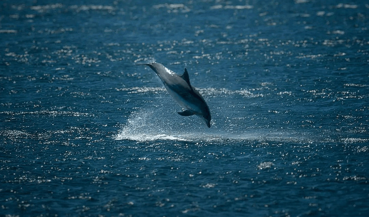 Dophin at Terrigal