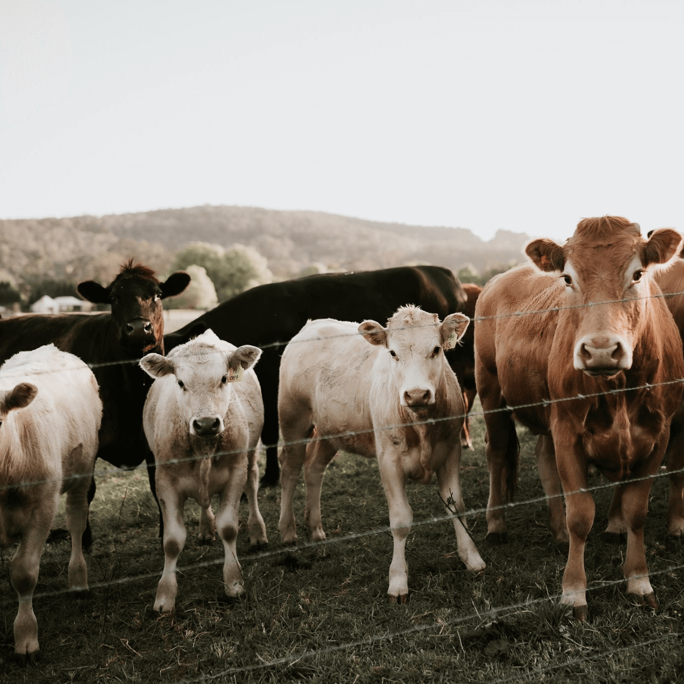 Cows in a field