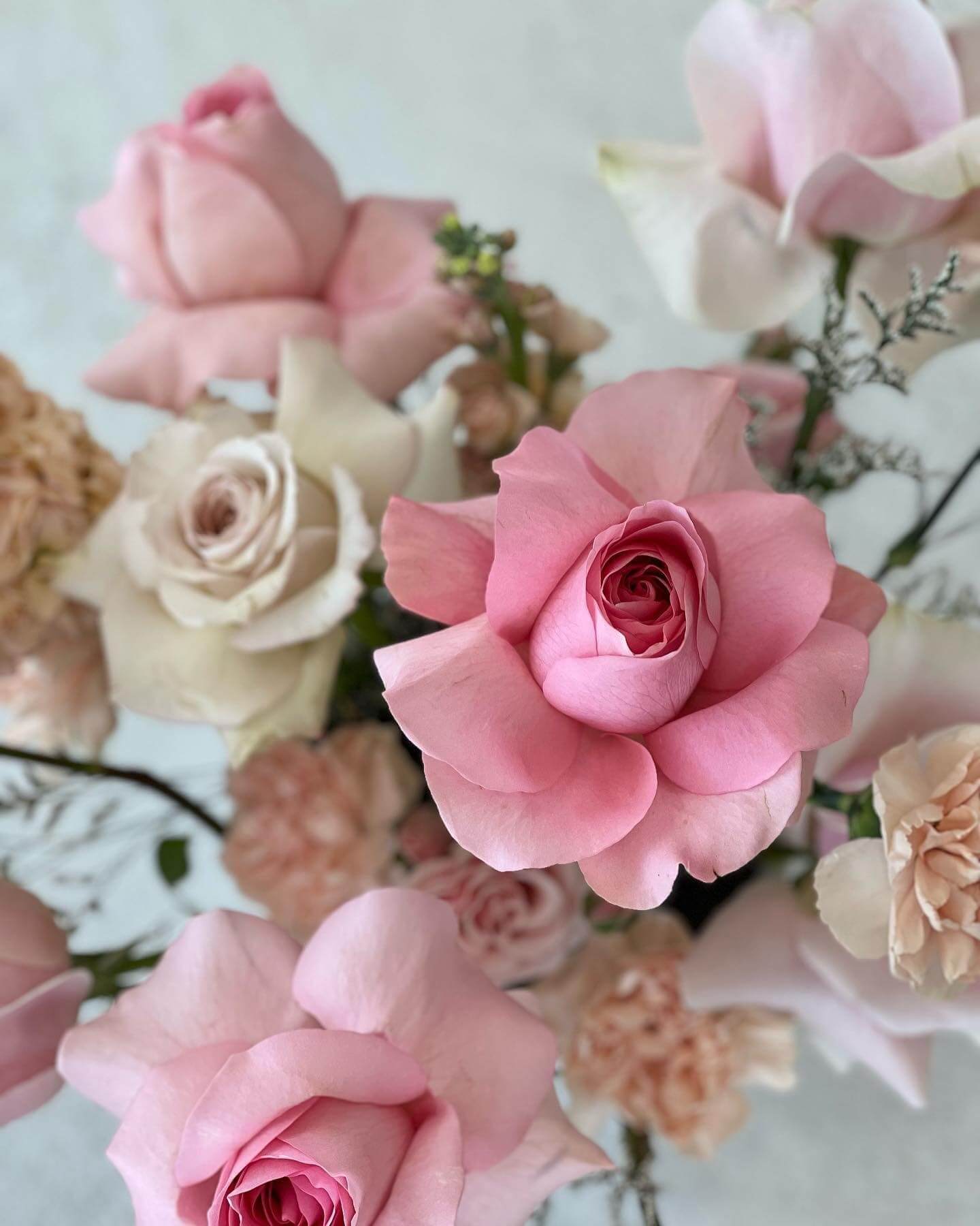 Pink, Cream and white open roses