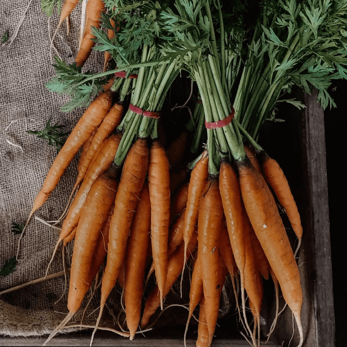 Bunch for Dutch carrots from NSW Central Coast farmers