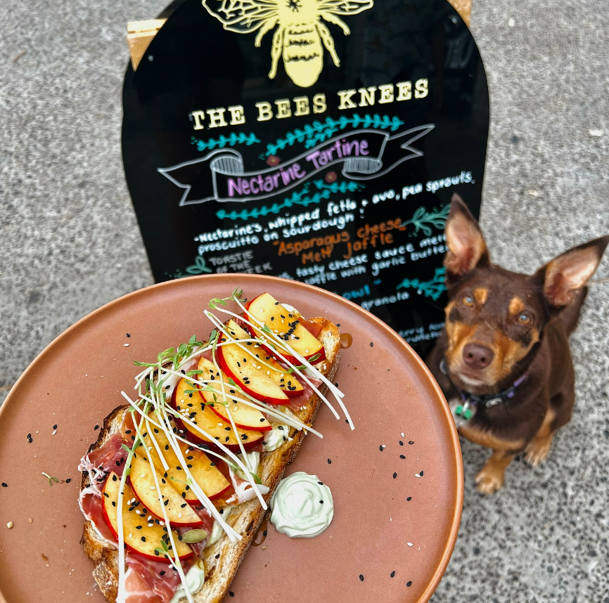 Dog looking up at a plate of food