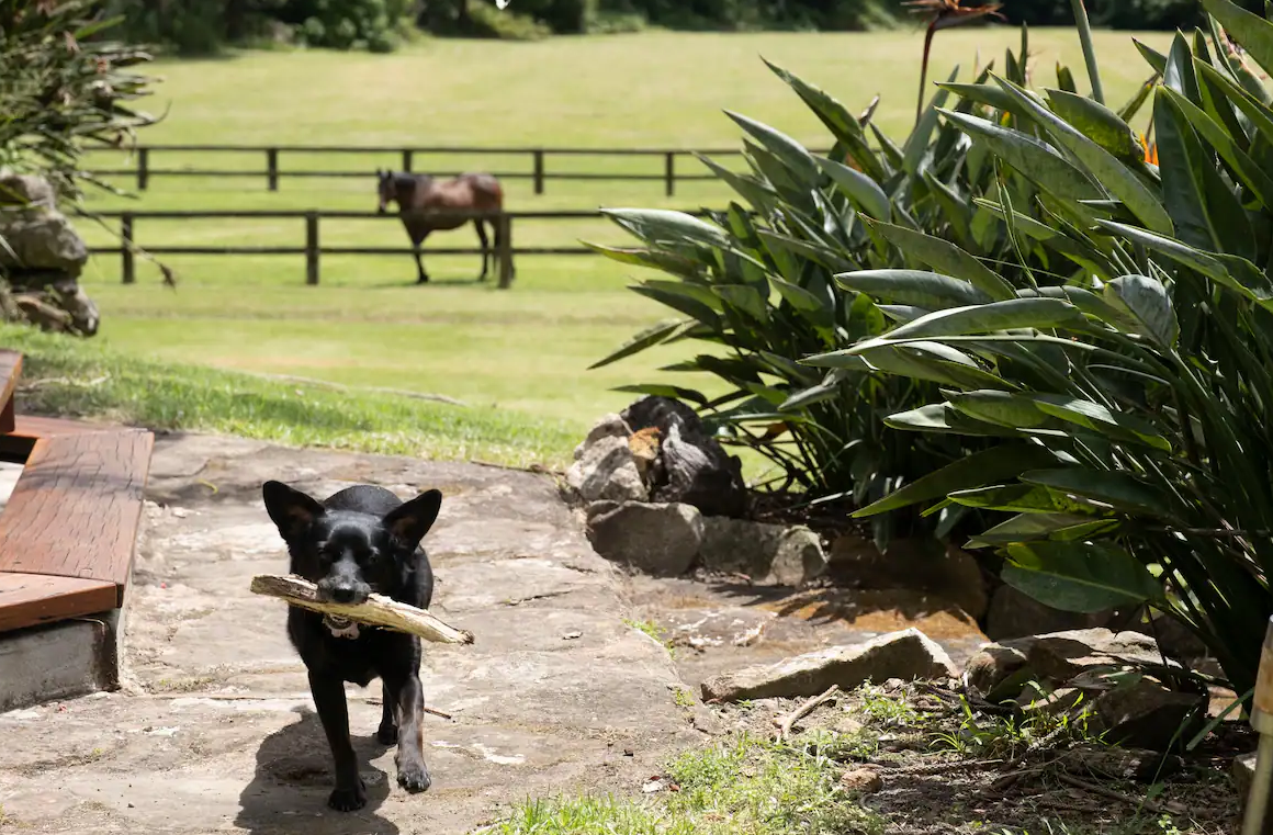 dog carrying stick with green grass and horse in background