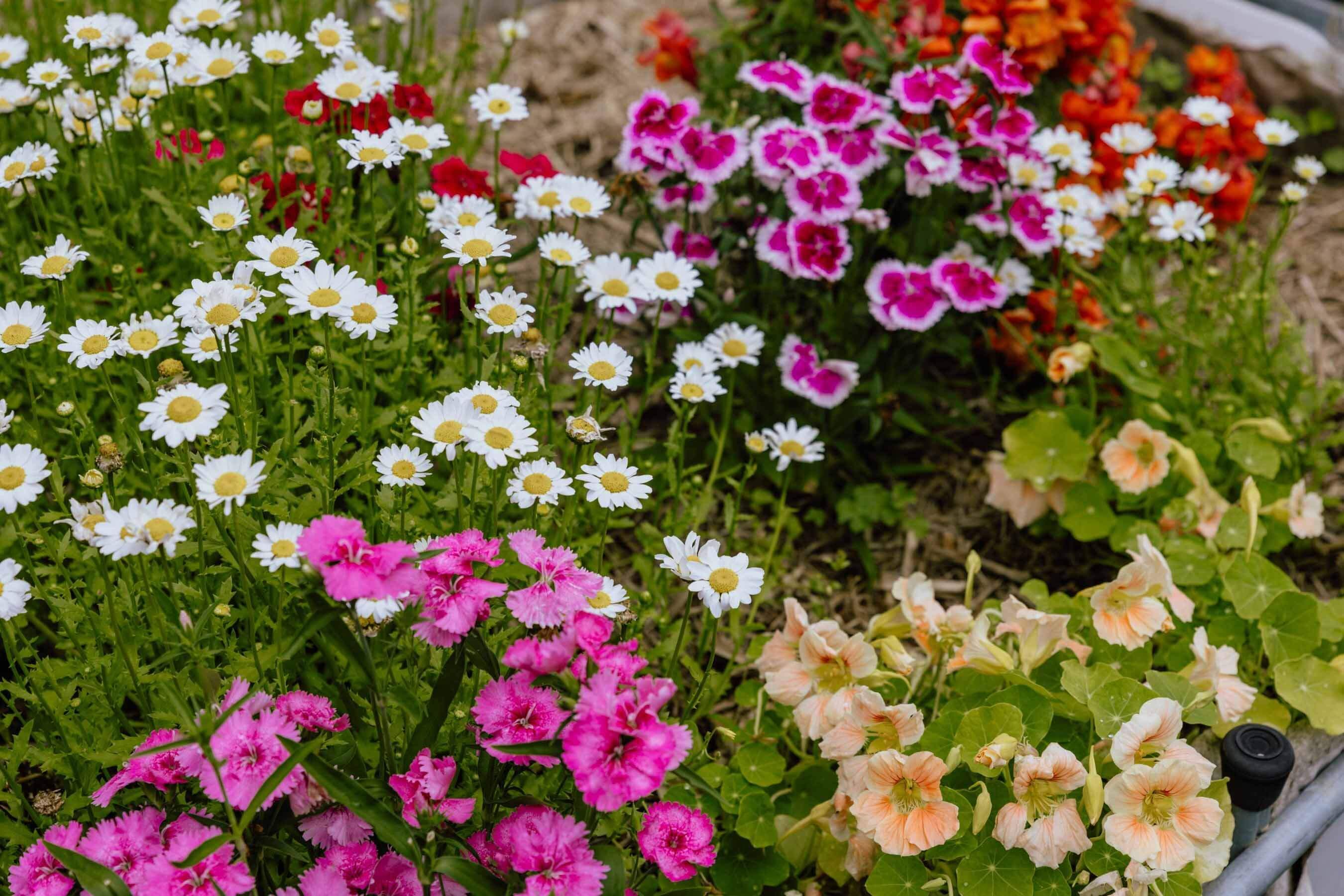 colourful flowers ripe for picking