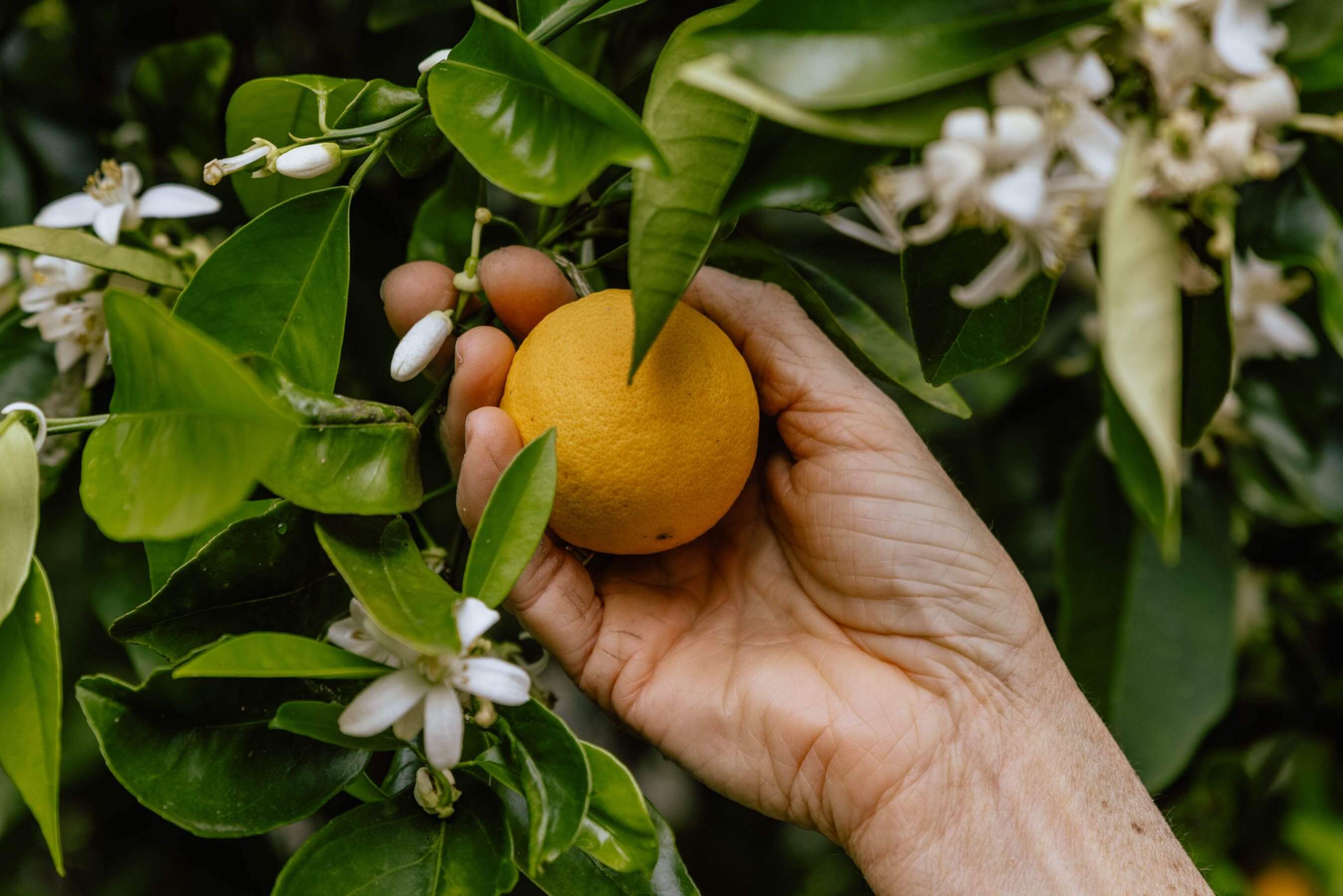 winemaker plucking a fresh orange