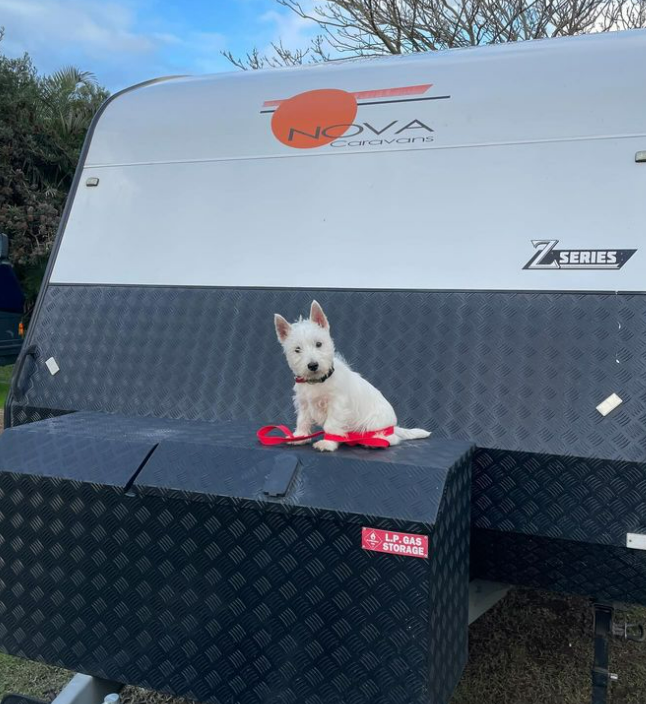 Scotty dog sitting on caravan