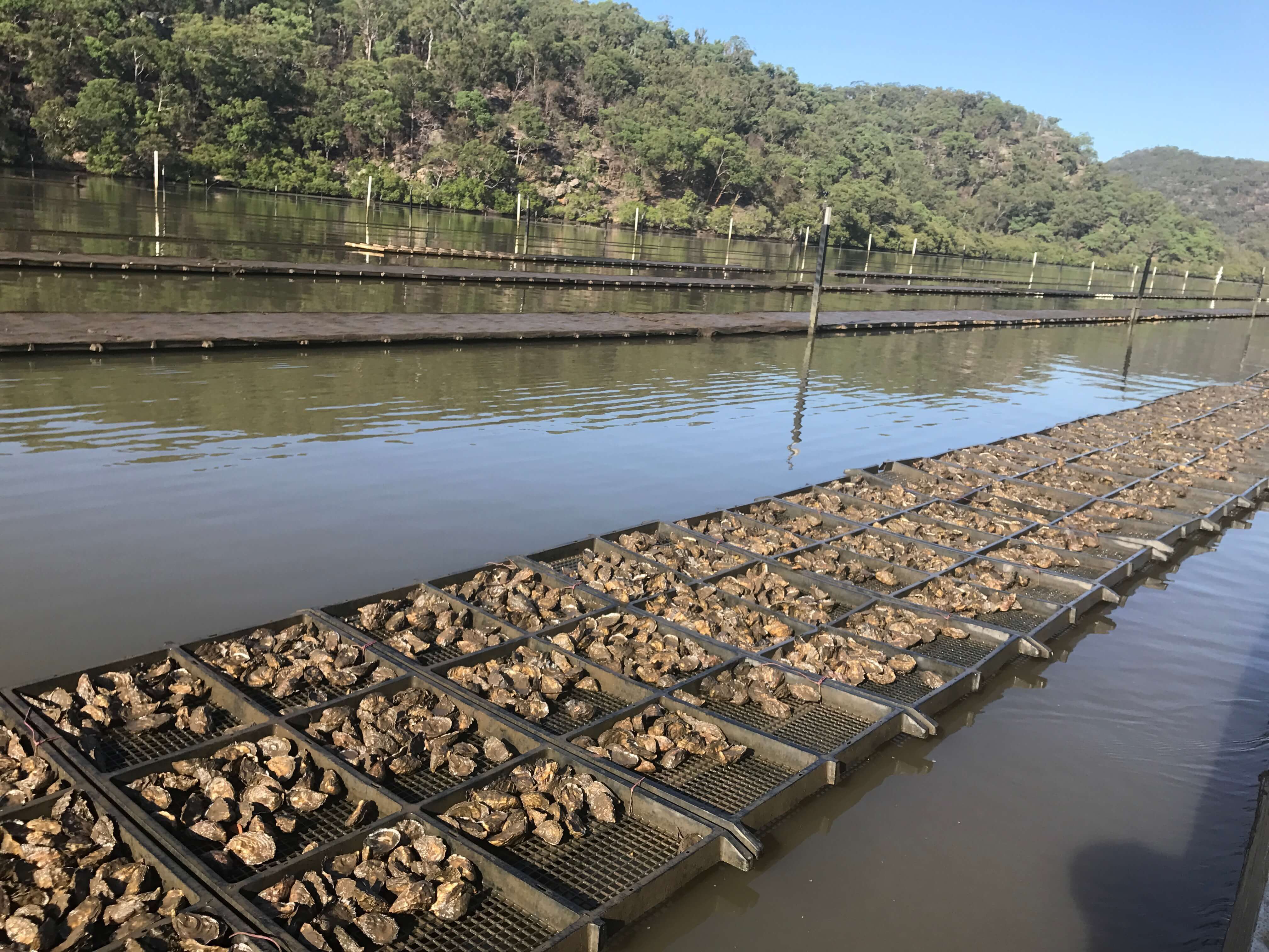 Three rows of trays floating on the river containing mature oysters