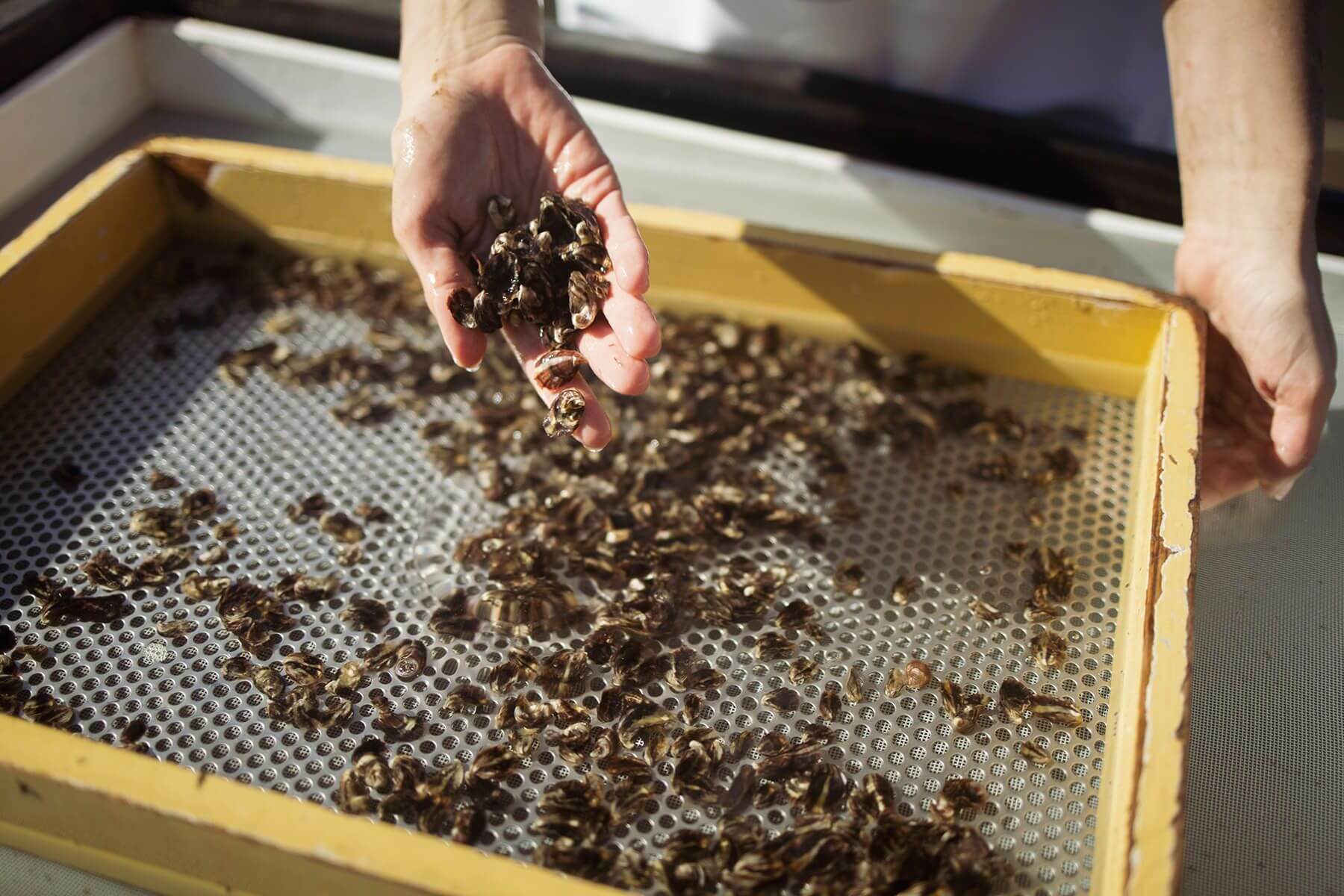 A tray of young oysters with a hand picking up a collection of them