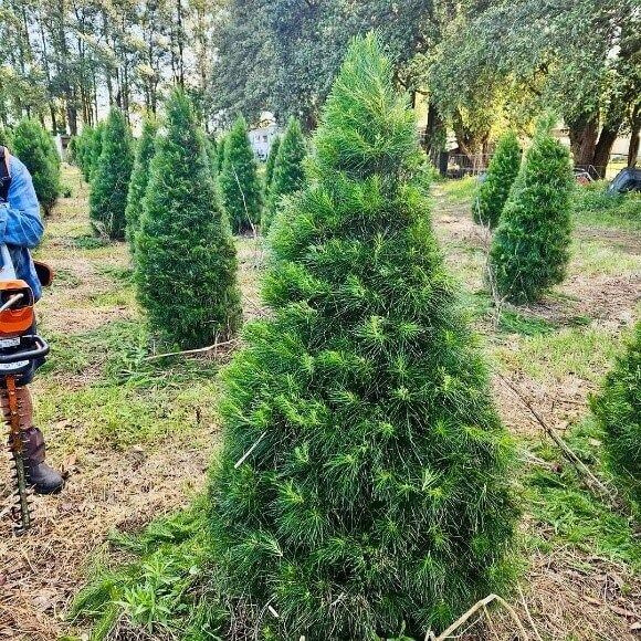 A perfectly trimmed pine Christmas tree with a field of pine trees behind.