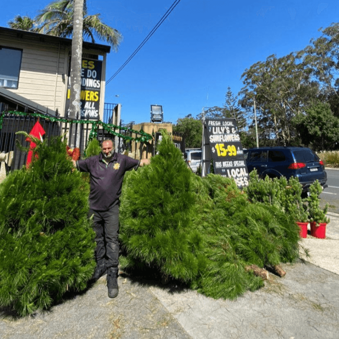 A man standing with large real Christmas trees