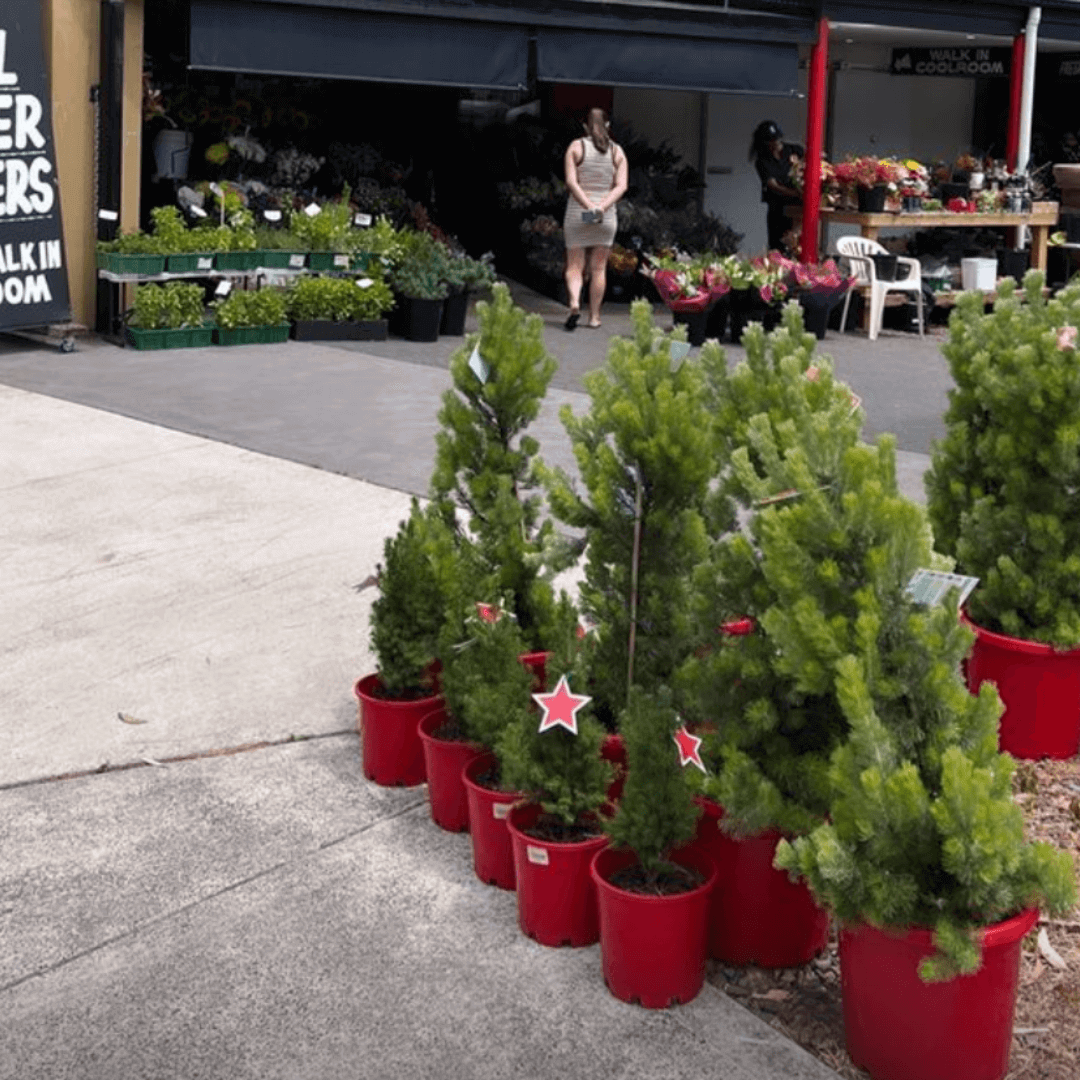 A collection of mini Christmas trees in front of a florist