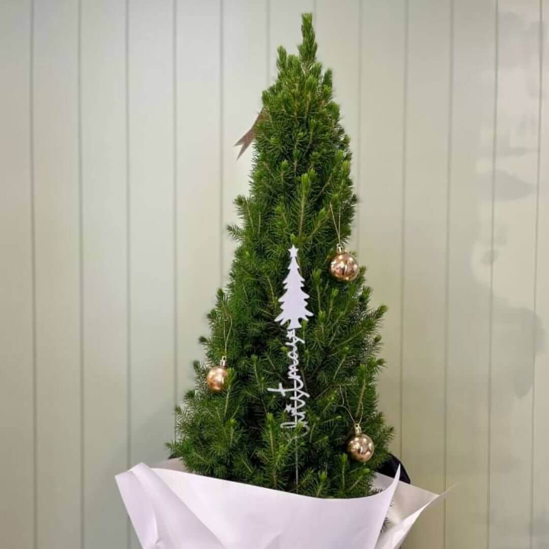 A real miniature Christmas tree