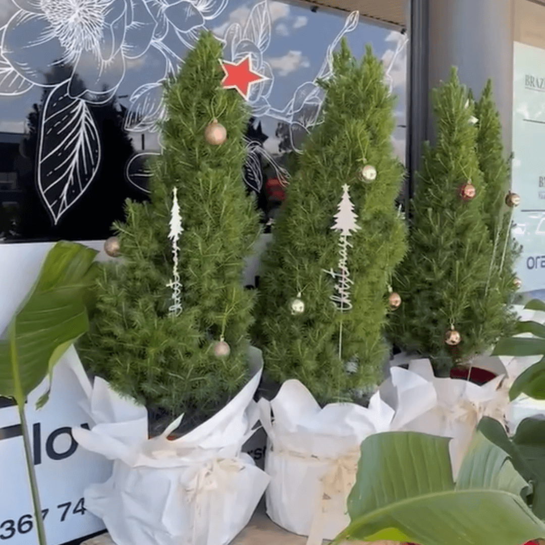 A trio of real mini Christmas trees