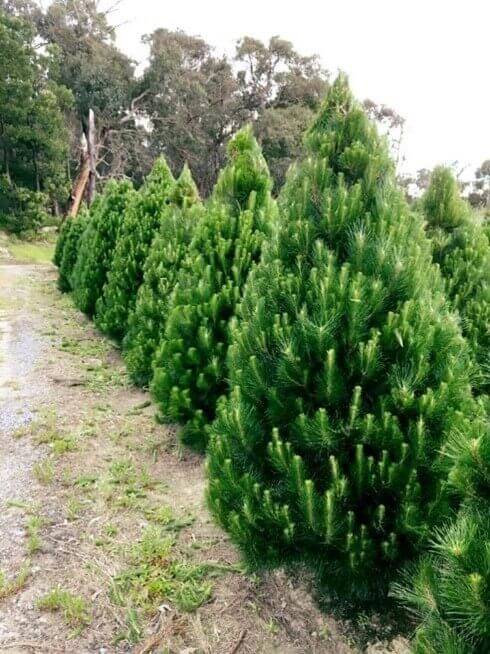 A field of perfectly shaped real pine trees ready to be cut for Christmas trees