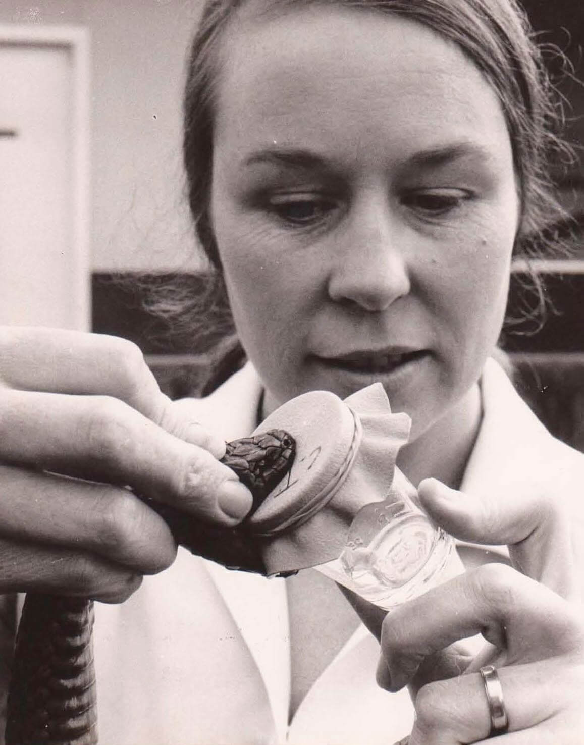 A lady milking a venomous snake. She holds a beaker covered in rubber with a snake biting onto the vial.