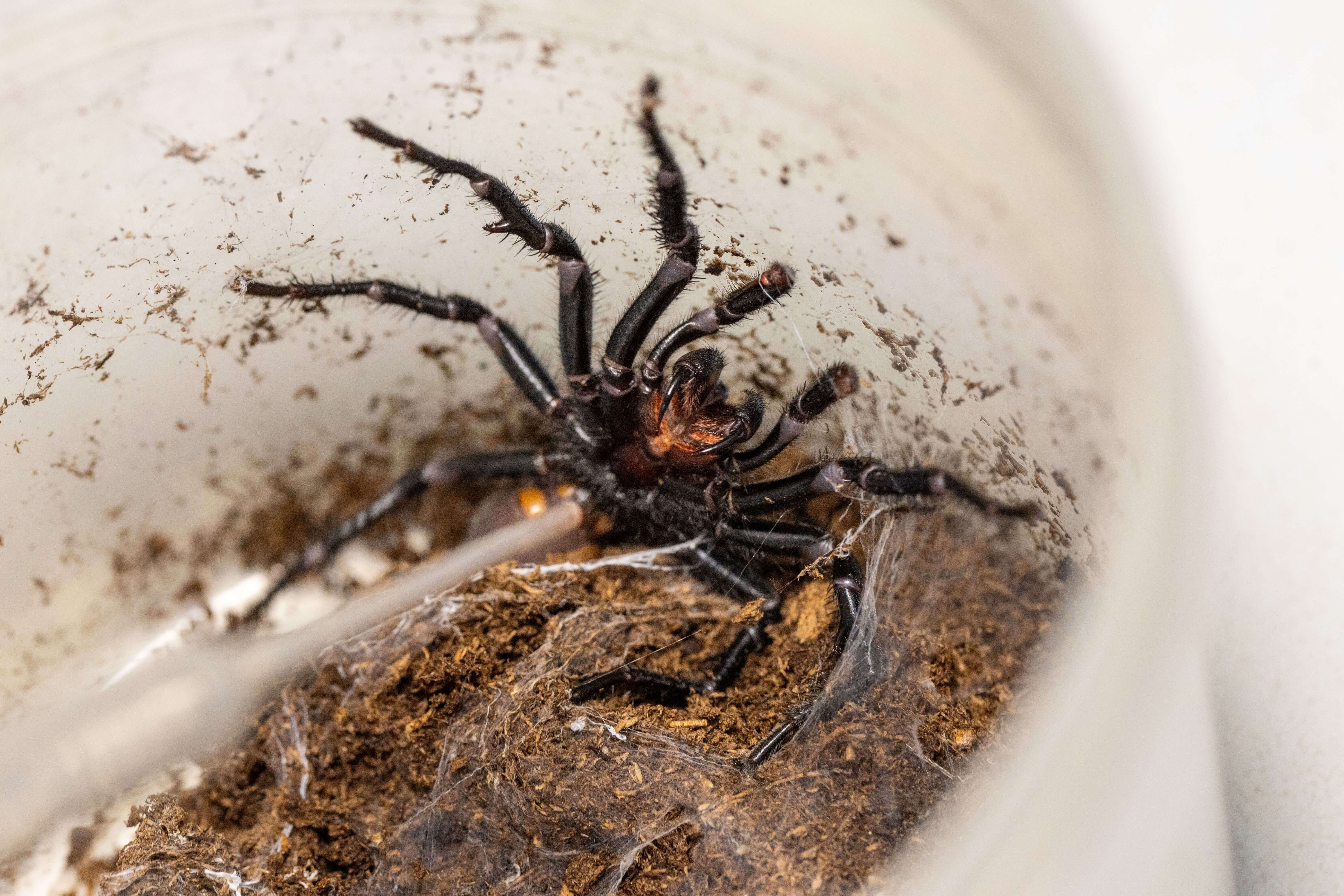 A black spider in a container rearing up on its hind legs as a pipette strokes its fangs to vacuum the venom