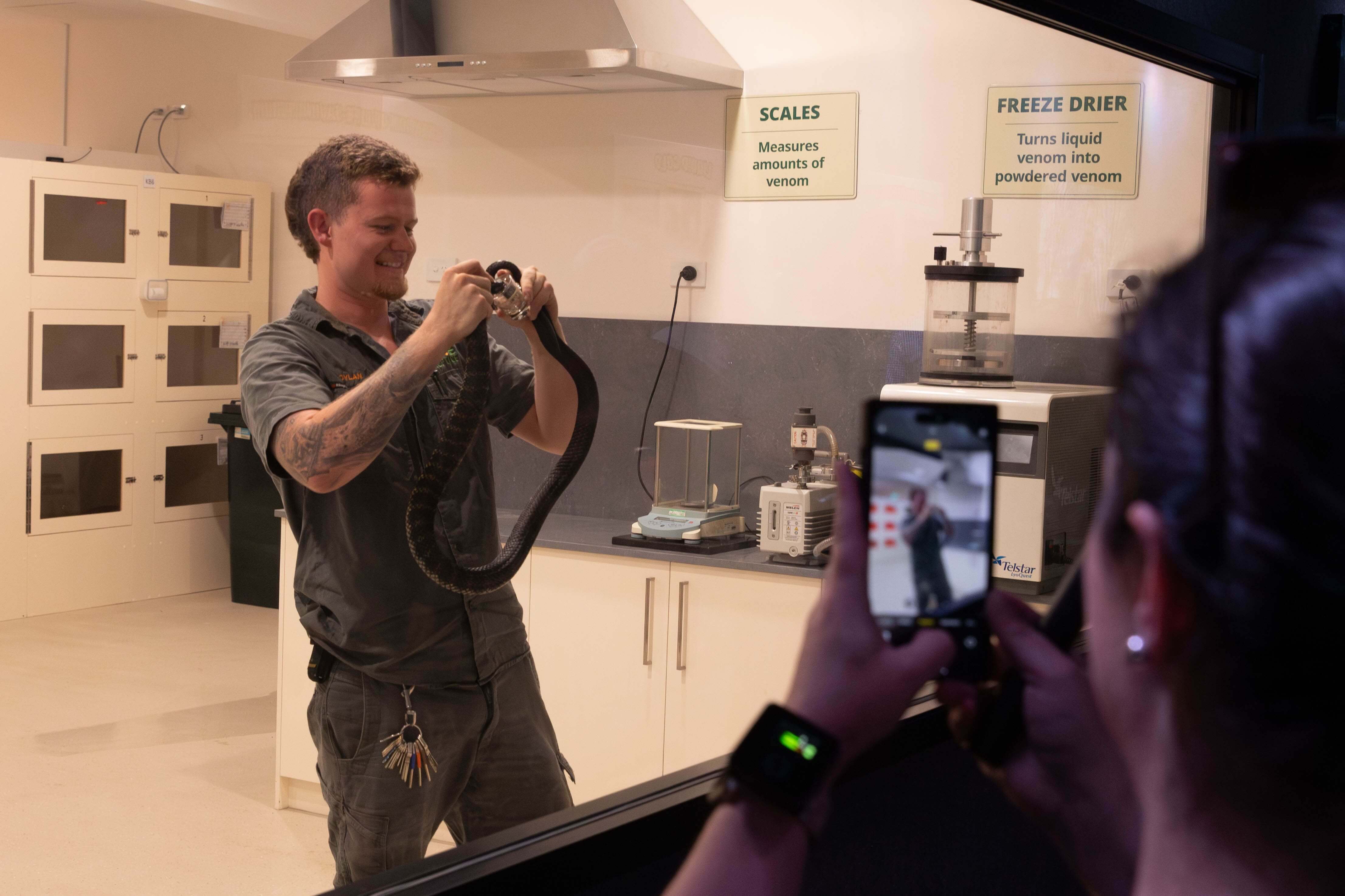 Young man milking venom from a snake behind a glass exhibit with people watching