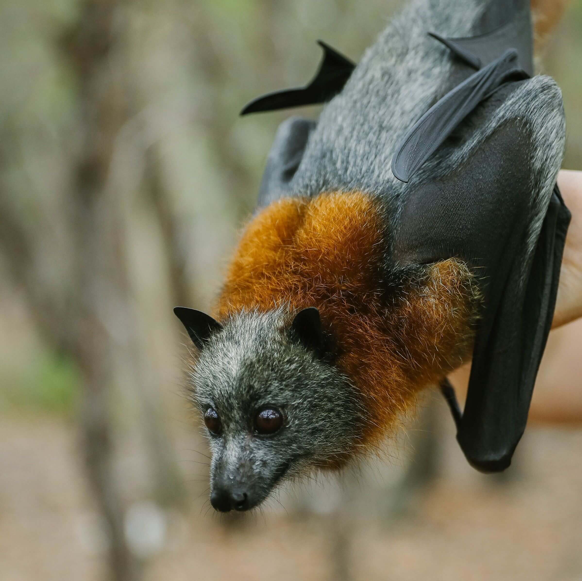 flying fox