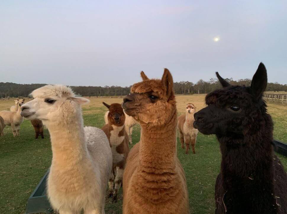 Iris Lodge Alpacas