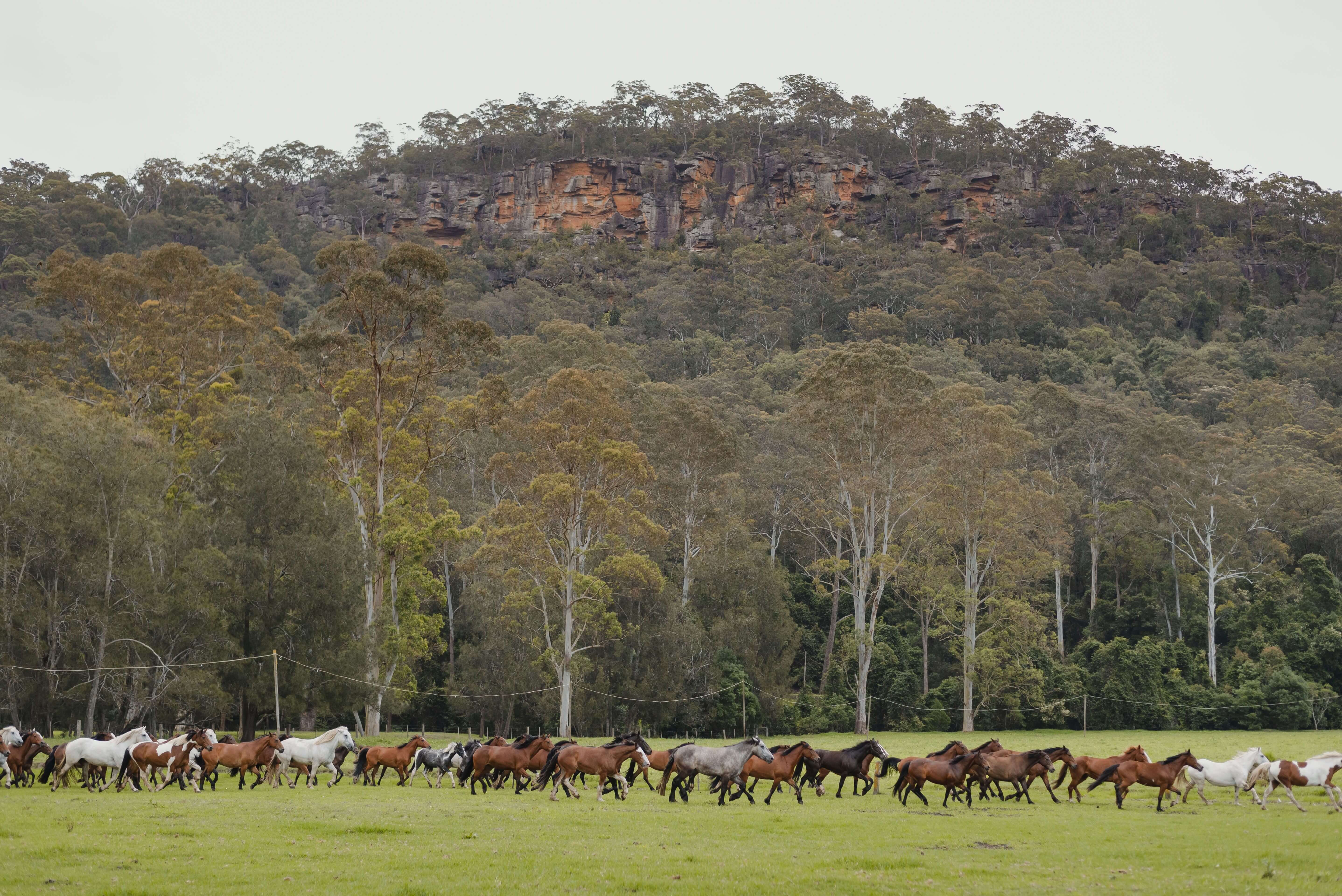 running of the horses