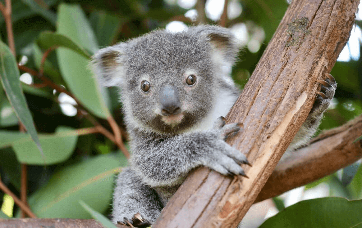 Koala at te Reptile Park