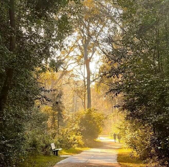 Dappled sunlight shining through the treelined concrete pathway with people sitting on parkbench 