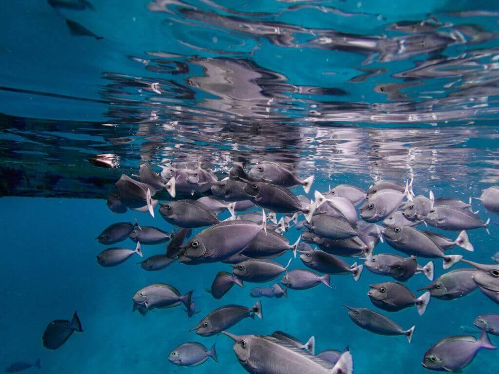 terrigal ocean tours underwater fish