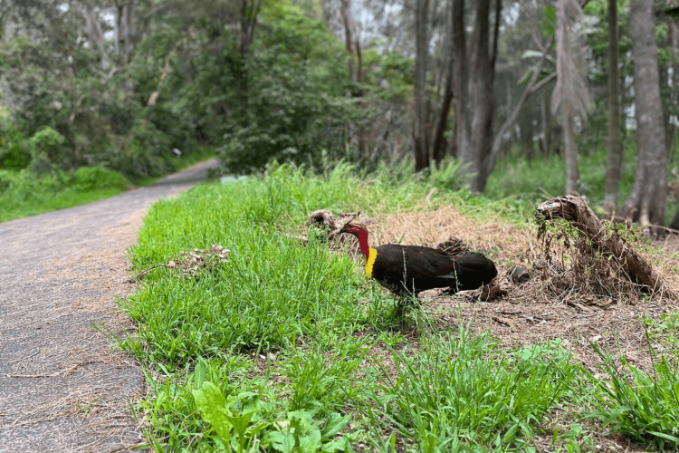 A brush turkey walking alongside a path amongst small green shrubbery