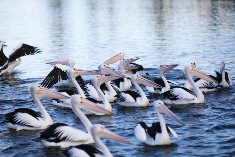 Flock of pelicans in a lake