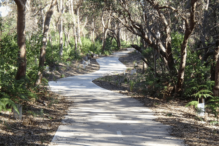 A concrete pathway with lush bushland either side