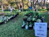 plants for sale