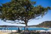 A large tree with two bench seats to the left and three people walking on a path in the distance. In the distance there is a body of water and a couple of sailing boats