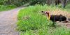 A black, red and yellow brush turkey walking alongside a path, amongst small green shubbery